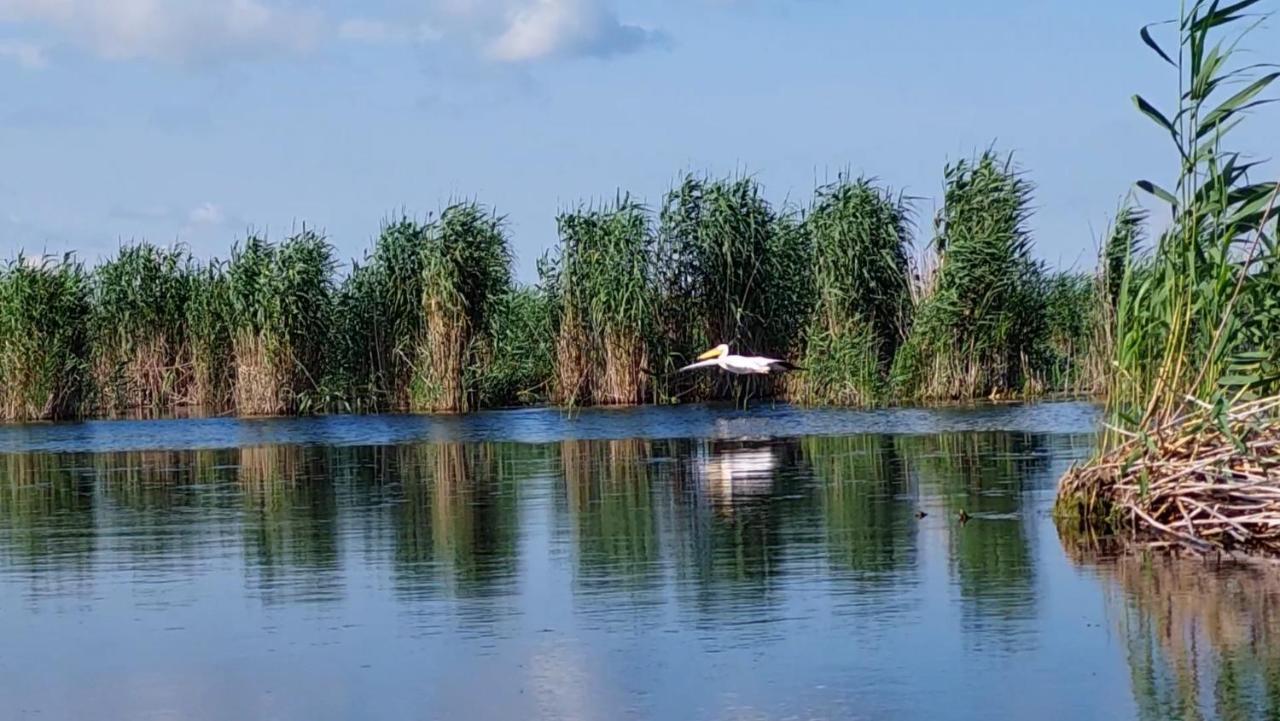 Dunavăţu de Jos Pensiunea Nest מראה חיצוני תמונה